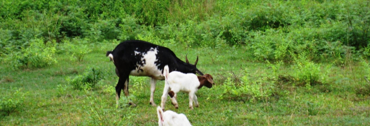 Viện chăn nuôi Miền Trung